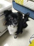 黑毛狗 熊熊 黑狗 蝴蝶犬