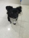 黑毛狗 熊熊 黑狗 蝴蝶犬