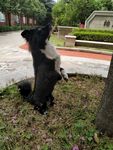 黑毛狗 熊熊 黑狗 蝴蝶犬