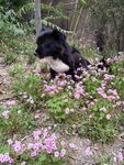 黑毛狗 熊熊 黑狗 蝴蝶犬