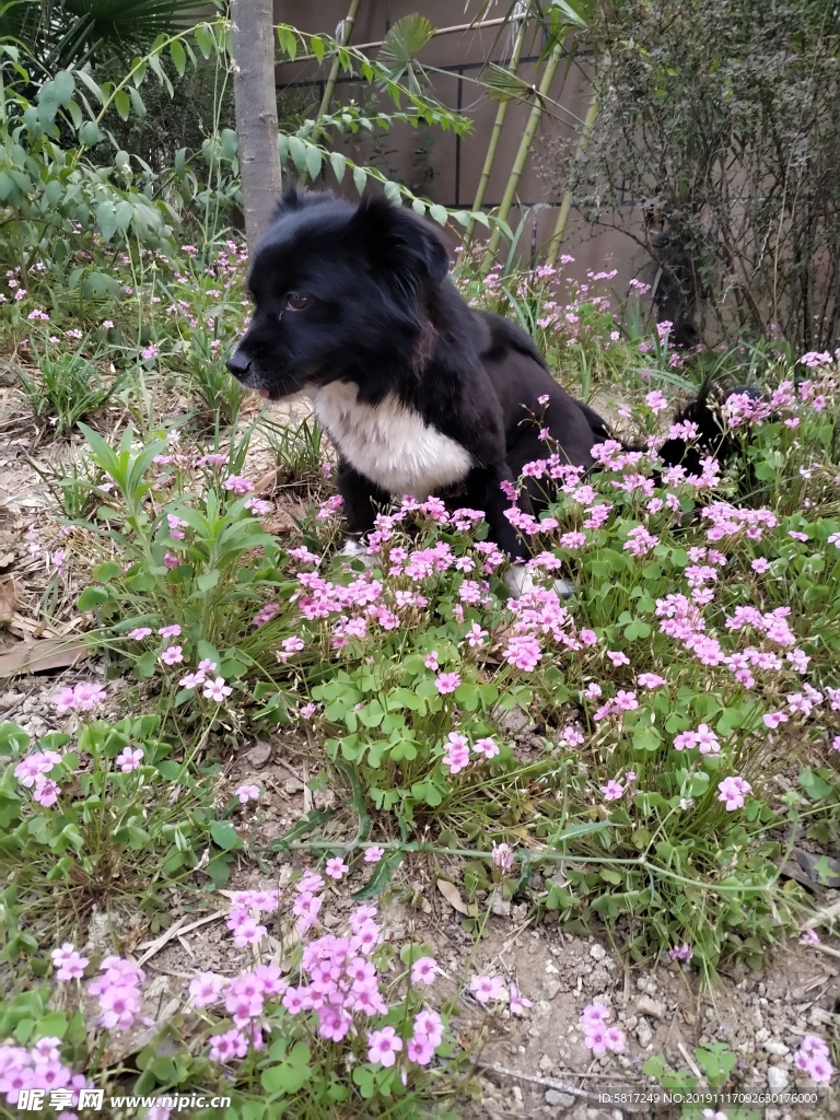 黑毛狗 熊熊 黑狗 蝴蝶犬