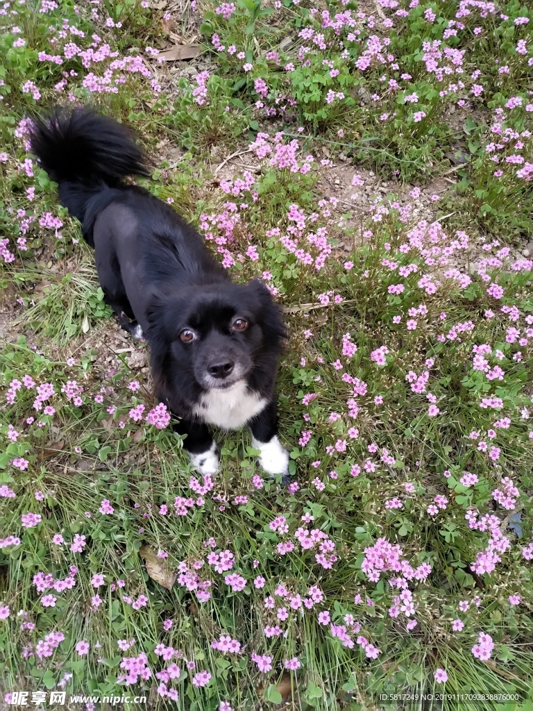 黑毛狗 熊熊 黑狗 蝴蝶犬