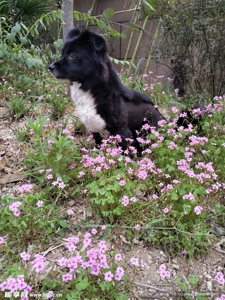 黑毛狗 熊熊 黑狗 蝴蝶犬