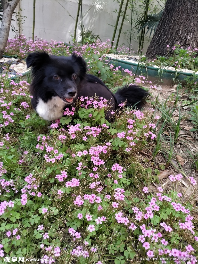 黑毛狗 熊熊 黑狗 蝴蝶犬