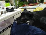黑毛狗 熊熊 黑狗 蝴蝶犬