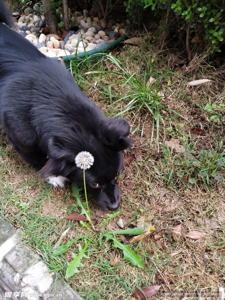 黑毛狗 熊熊 黑狗 蝴蝶犬