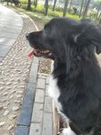 黑毛狗 熊熊 黑狗 蝴蝶犬