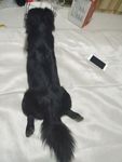 黑毛狗 熊熊 黑狗 蝴蝶犬