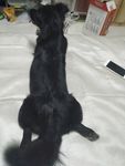 黑毛狗 熊熊 黑狗 蝴蝶犬