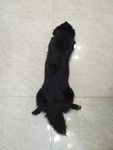 熊熊 黑狗 蝴蝶犬 小黑狗 小