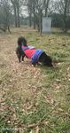 熊熊 黑狗 蝴蝶犬 小黑狗