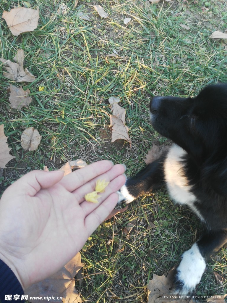 熊熊 黑狗 蝴蝶犬 小黑狗