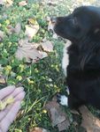 熊熊 黑狗 蝴蝶犬 小黑狗