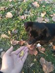 熊熊 黑狗 蝴蝶犬 小黑狗
