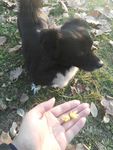 熊熊 黑狗 蝴蝶犬 小黑狗