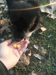 熊熊 黑狗 蝴蝶犬 小黑狗