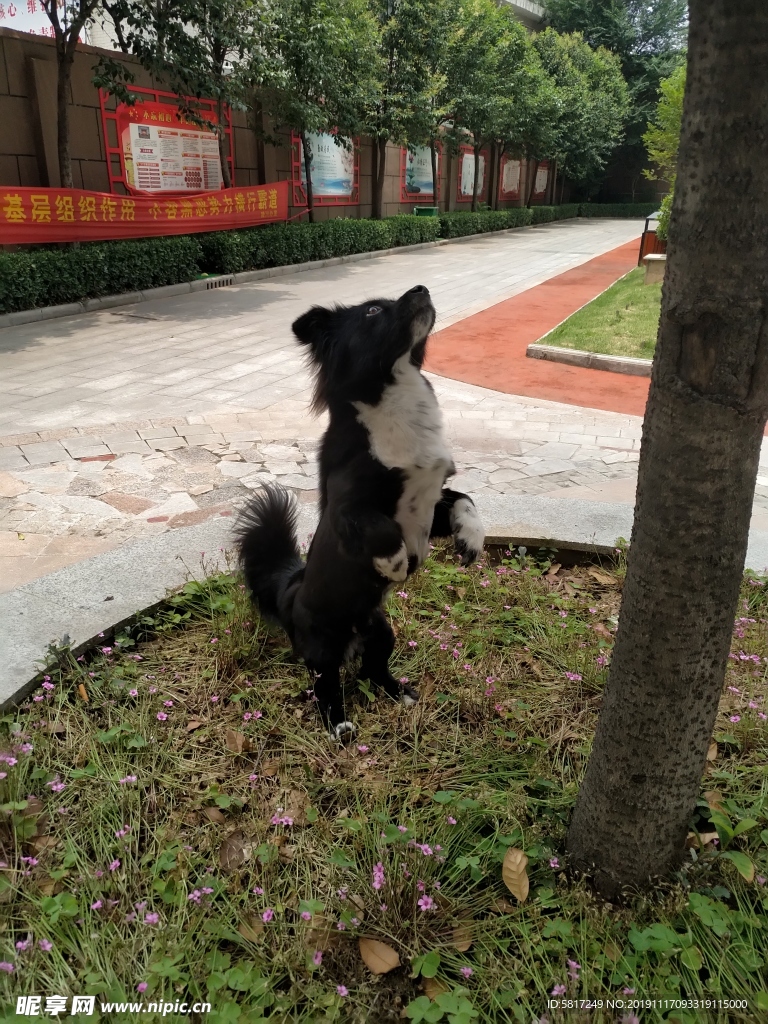 熊熊 黑狗 蝴蝶犬 小黑狗