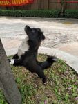 熊熊 黑狗 蝴蝶犬 小黑狗