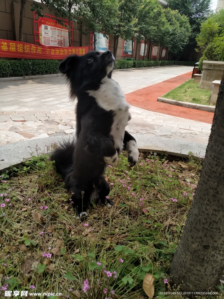 熊熊 黑狗 蝴蝶犬 小黑狗