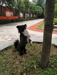 熊熊 黑狗 蝴蝶犬 小黑狗
