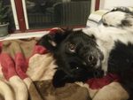 熊熊 黑狗 蝴蝶犬 小黑狗