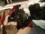 熊熊 黑狗 蝴蝶犬 小黑狗