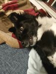 熊熊 黑狗 蝴蝶犬 小黑狗