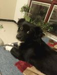 熊熊 黑狗 蝴蝶犬 小黑狗