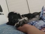 熊熊 黑狗 蝴蝶犬 小黑狗