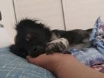 熊熊 黑狗 蝴蝶犬 小黑狗