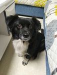 熊熊 黑狗 蝴蝶犬 小黑狗
