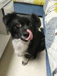 熊熊 黑狗 蝴蝶犬 小黑狗