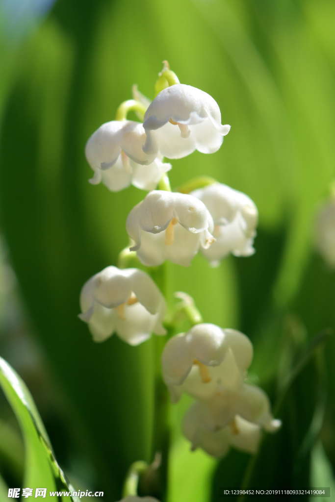 山谷百合花