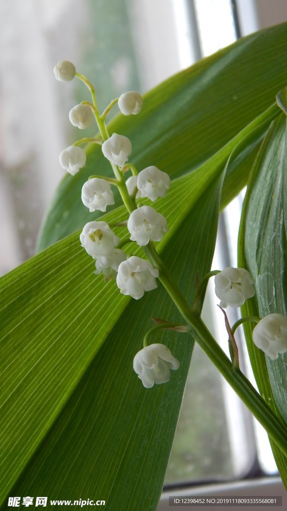 山谷百合花