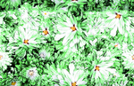 绿色菊花