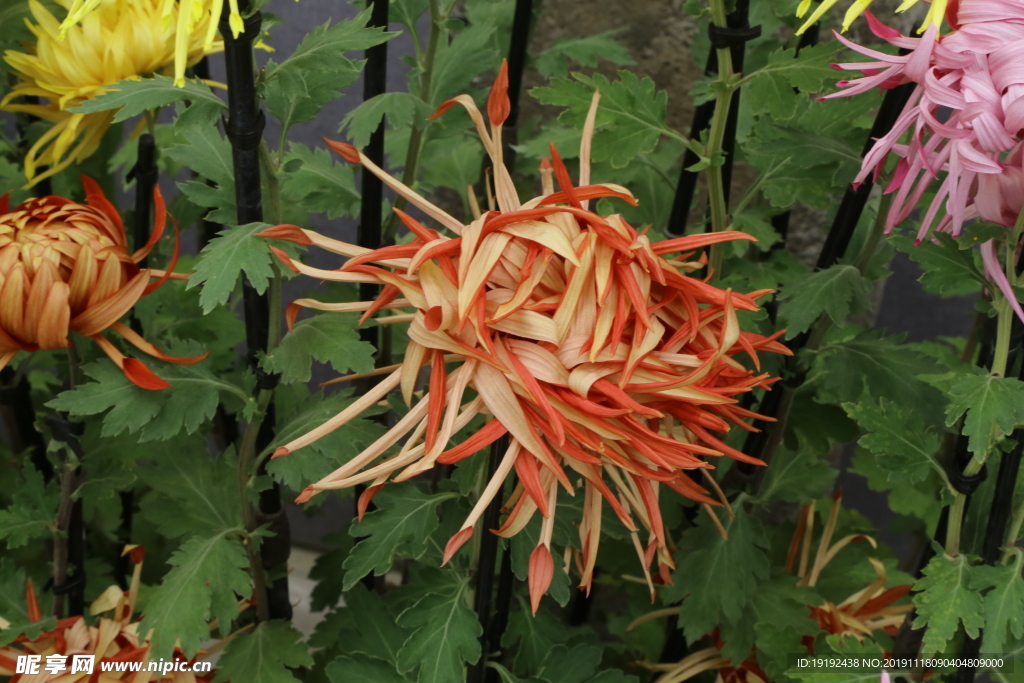 菊花