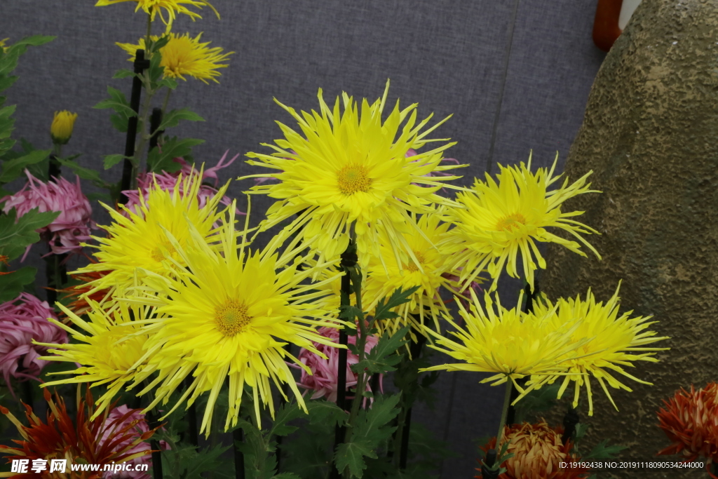 菊花