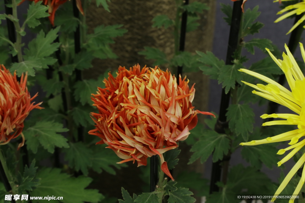 菊花