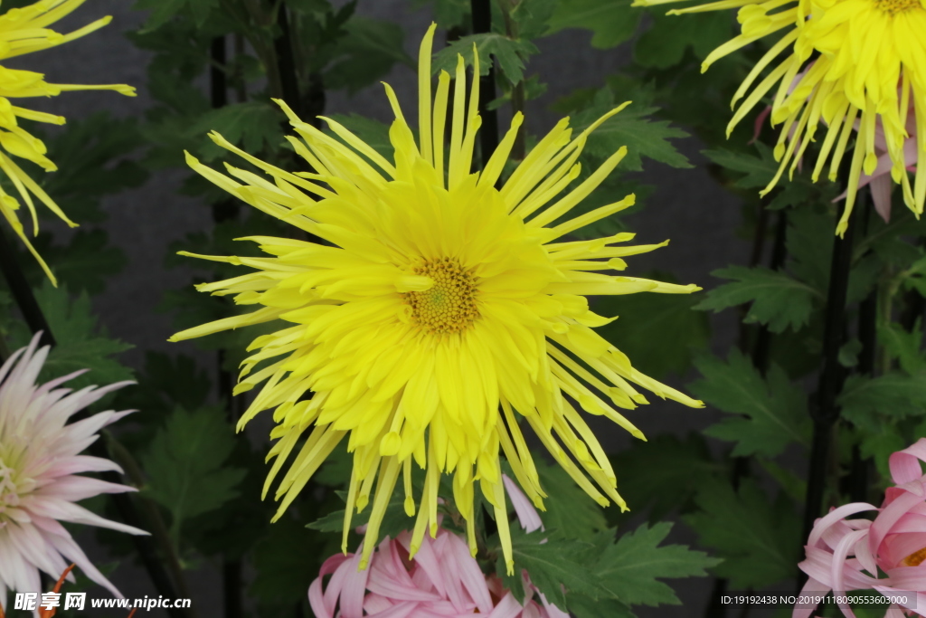 菊花