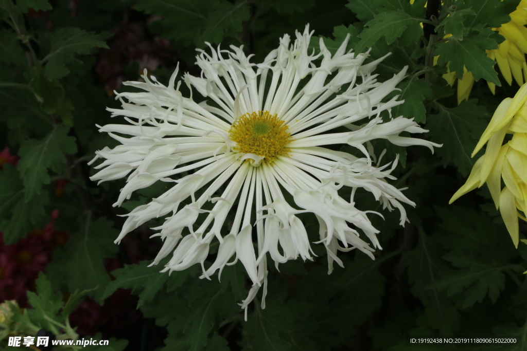 菊花