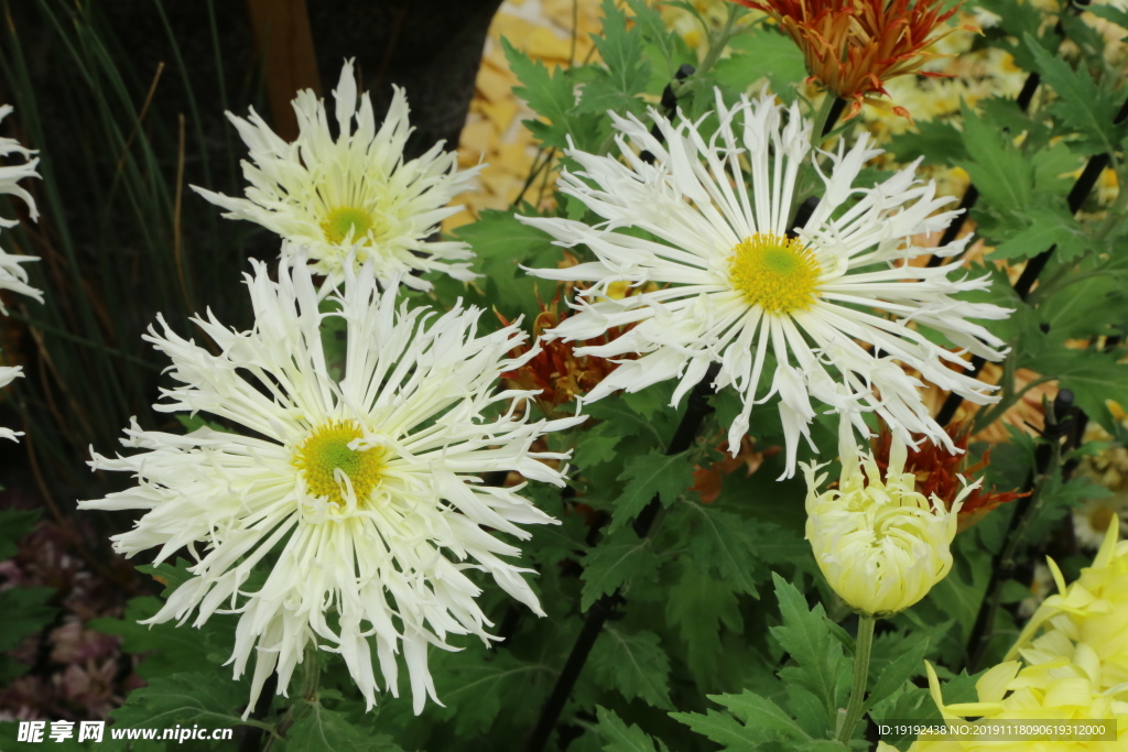 菊花