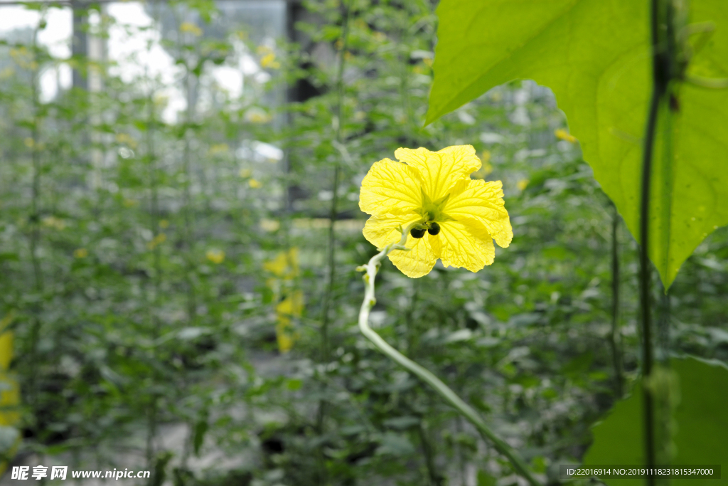 一朵黄花