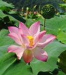 莲花