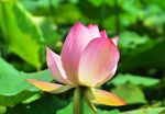 莲花
