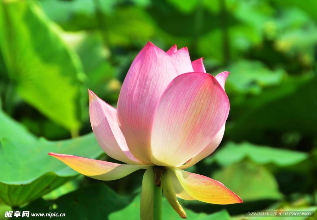 莲花