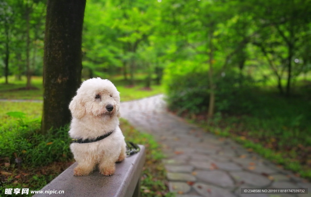 比熊犬