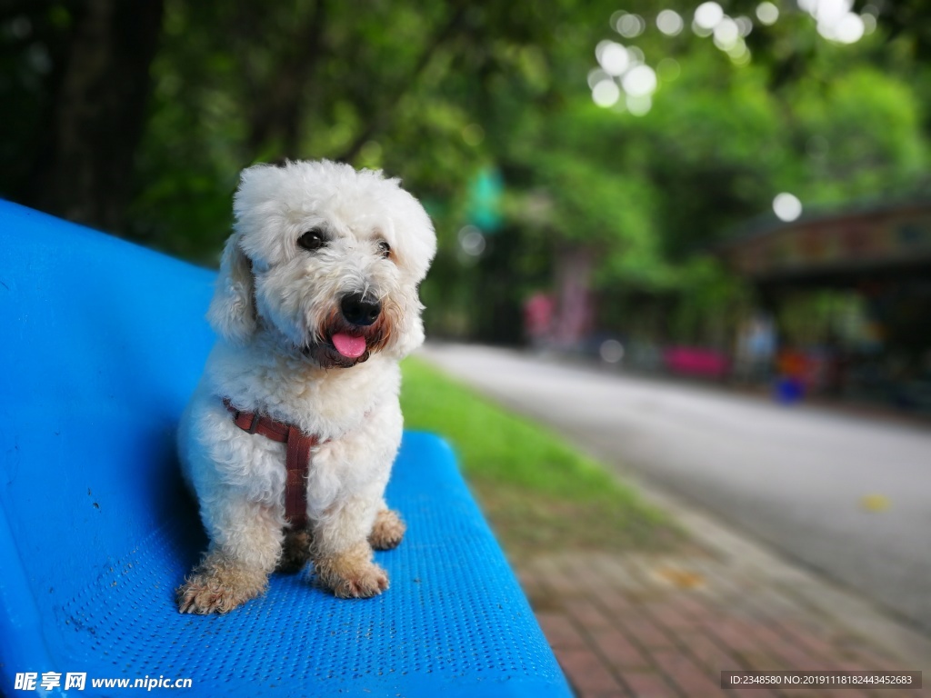 比熊犬