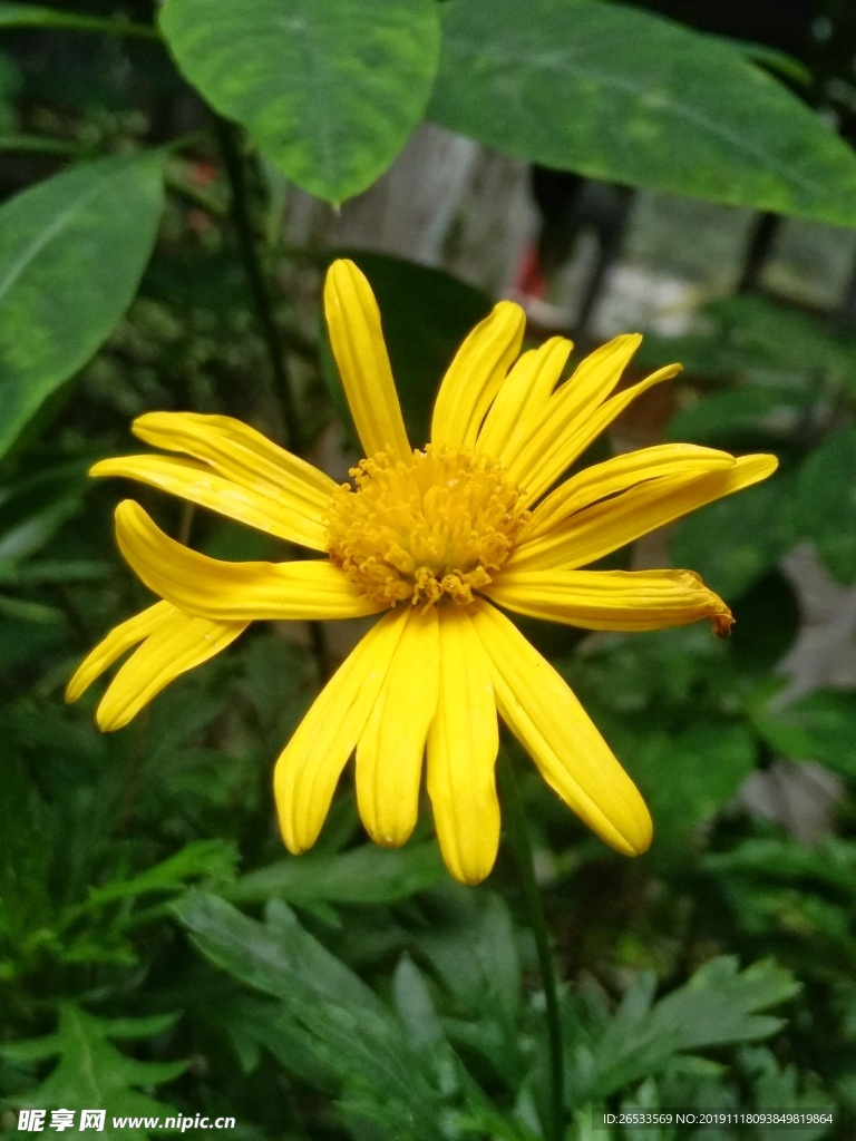 黄金菊 黄花 观赏 装饰植物