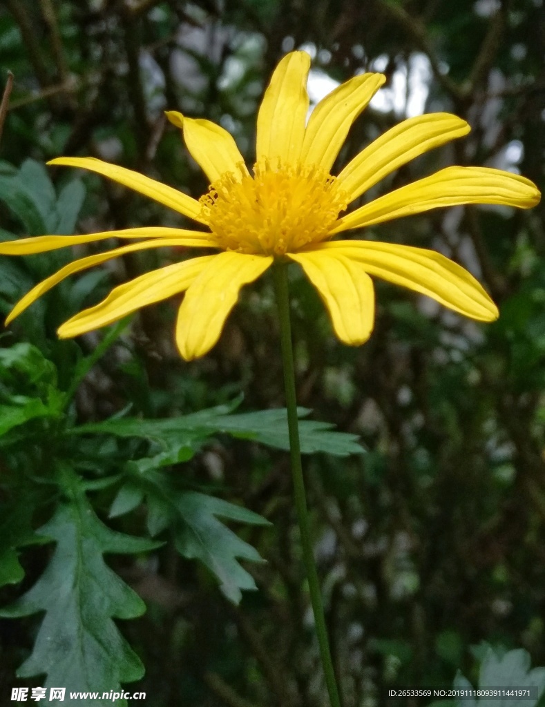 黄金菊 黄花 观赏 装饰植物