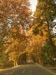 公路 马路 树木 秋天 黄叶